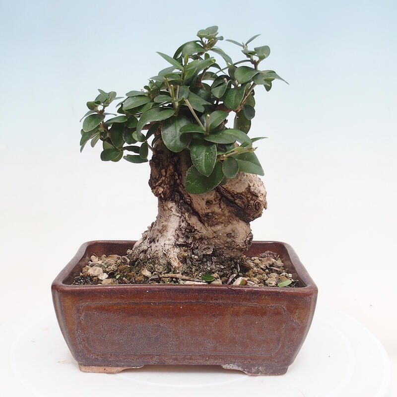 Izbová bonsai - Olea europaea sylvestris -Oliva evropská drobnolistá