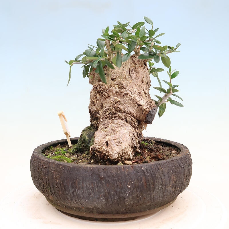 Izbová bonsai - Olea europaea sylvestris -Oliva európska drobnolistá