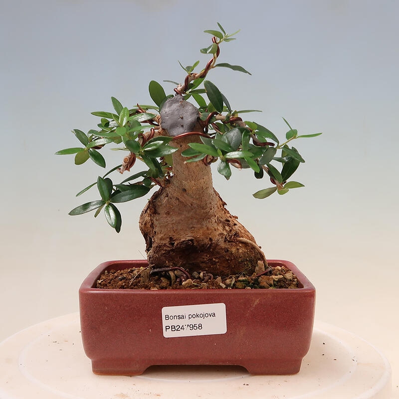 Izbová bonsai - Olea europaea sylvestris -Oliva evropská drobnolistá