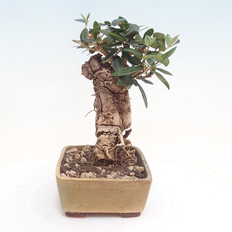 Izbová bonsai - Olea europaea sylvestris -Oliva evropská drobnolistá