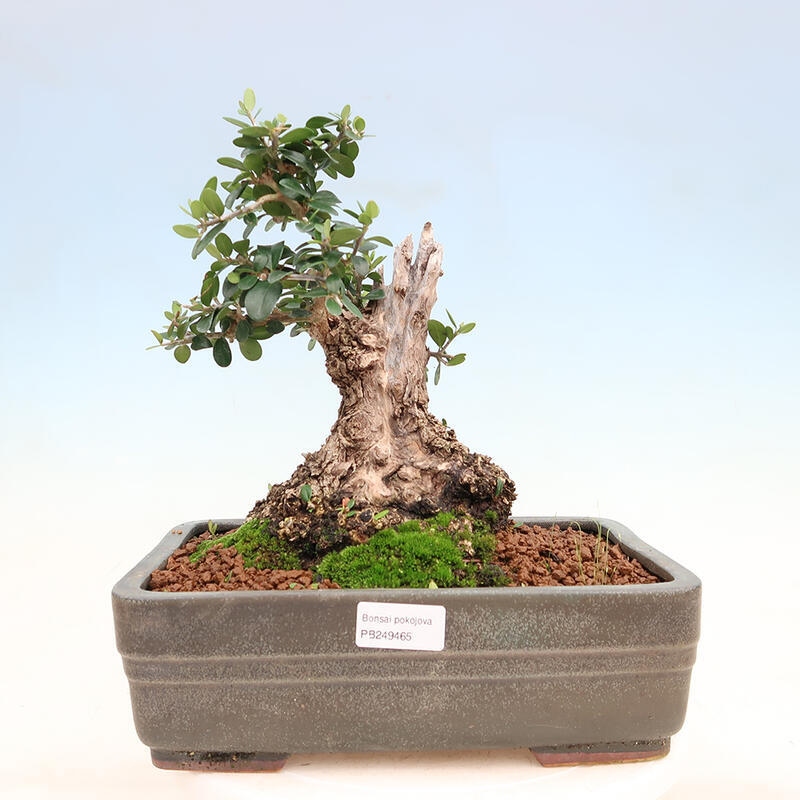 Izbová bonsai - Olea europaea sylvestris -Oliva európska drobnolistá