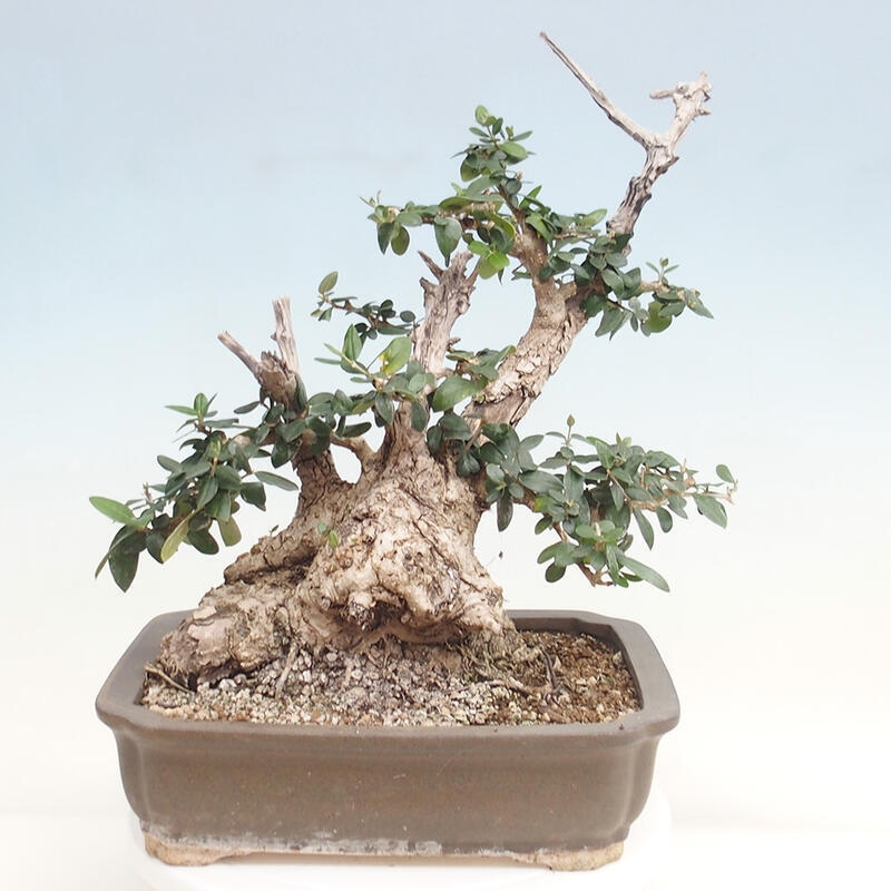 Izbová bonsai - Olea europaea sylvestris -Oliva evropská drobnolistá