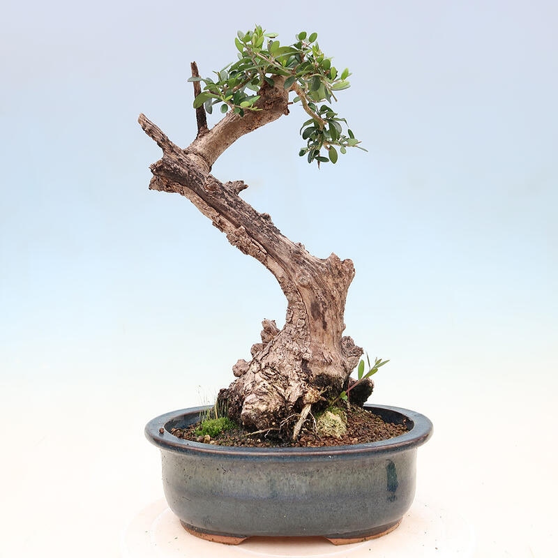 Izbová bonsai - Olea europaea sylvestris -Oliva európska drobnolistá