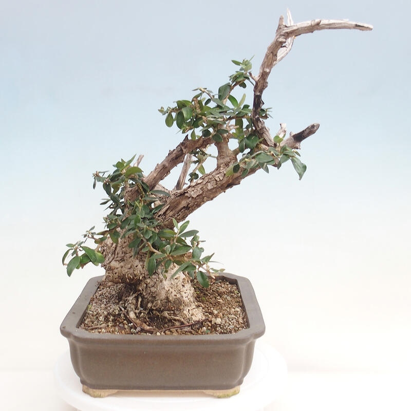 Izbová bonsai - Olea europaea sylvestris -Oliva evropská drobnolistá