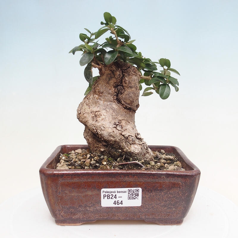 Izbová bonsai - Olea europaea sylvestris -Oliva evropská drobnolistá