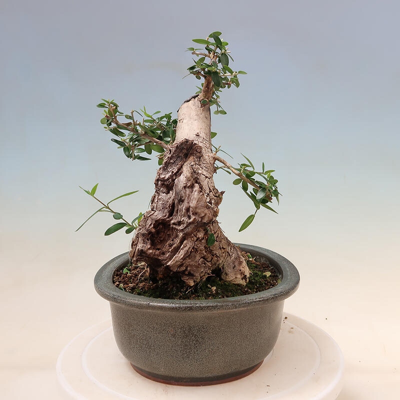 Izbová bonsai - Olea europaea sylvestris -Oliva evropská drobnolistá