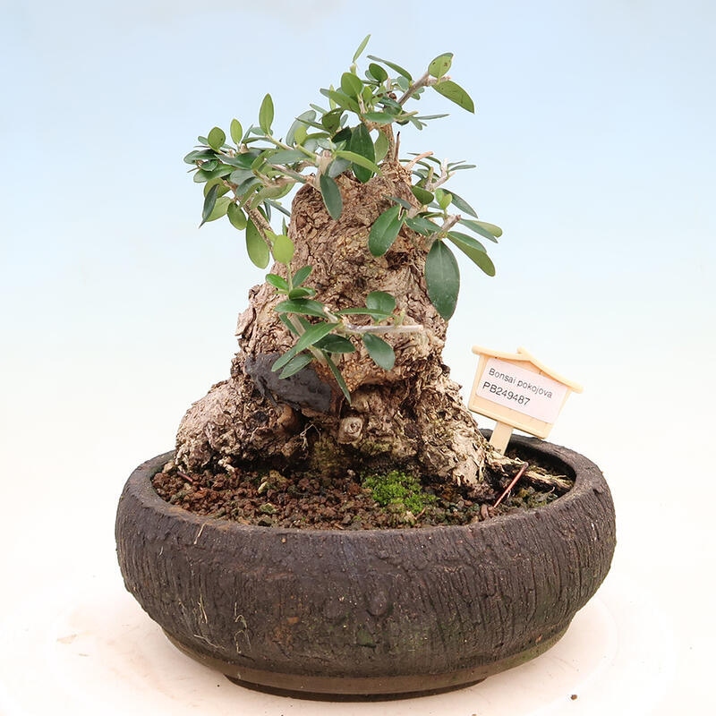 Izbová bonsai - Olea europaea sylvestris -Oliva európska drobnolistá