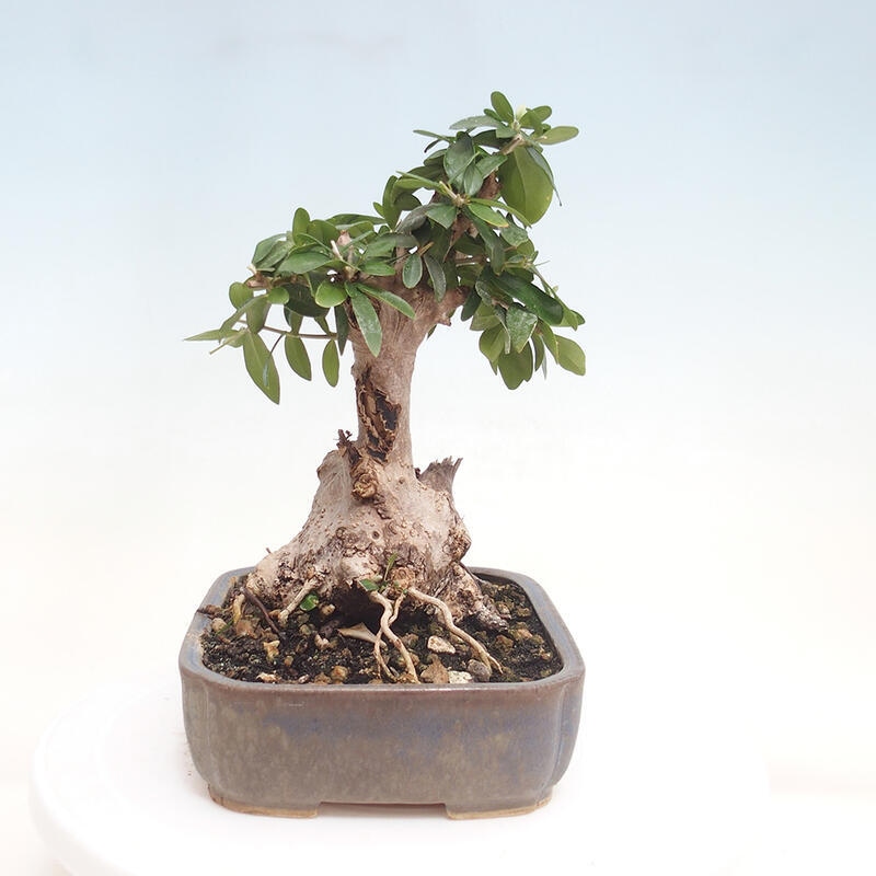 Izbová bonsai - Olea europaea sylvestris -Oliva evropská drobnolistá