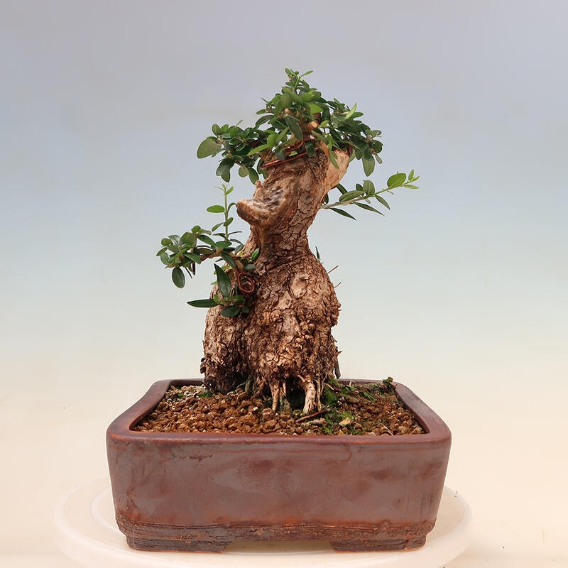 Izbová bonsai - Olea europaea sylvestris -Oliva evropská drobnolistá