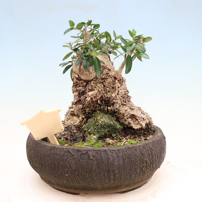 Izbová bonsai - Olea europaea sylvestris -Oliva európska drobnolistá