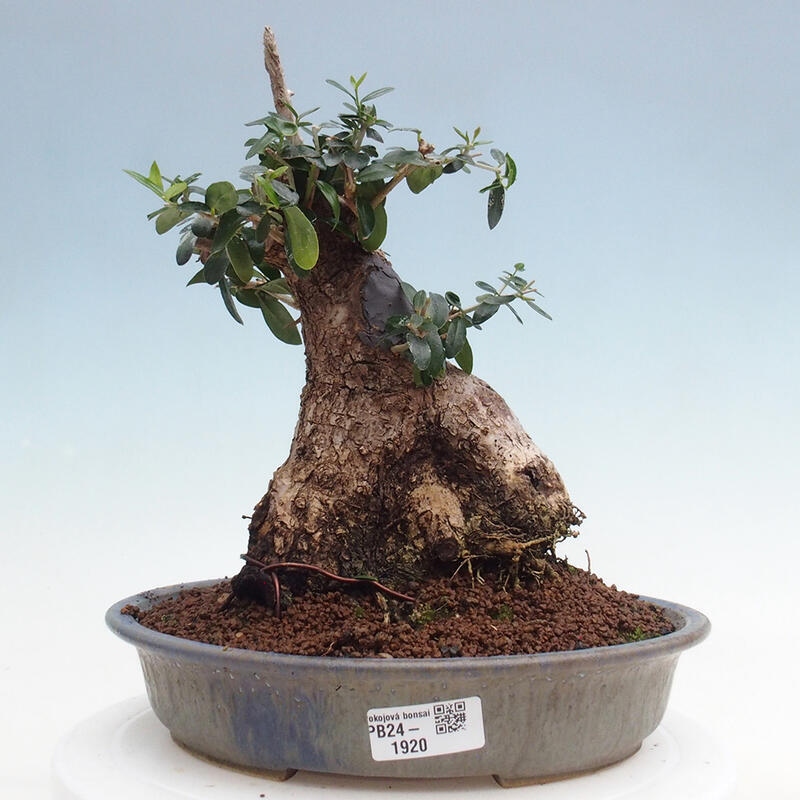 Izbová bonsai - Olea europaea sylvestris -Oliva európska drobnolistá