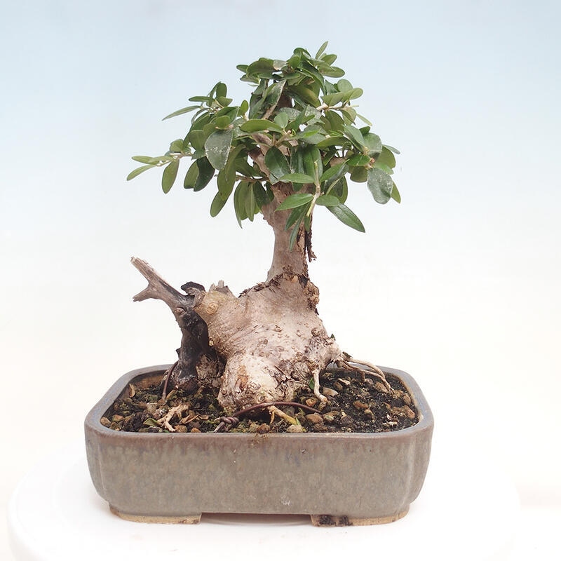 Izbová bonsai - Olea europaea sylvestris -Oliva evropská drobnolistá