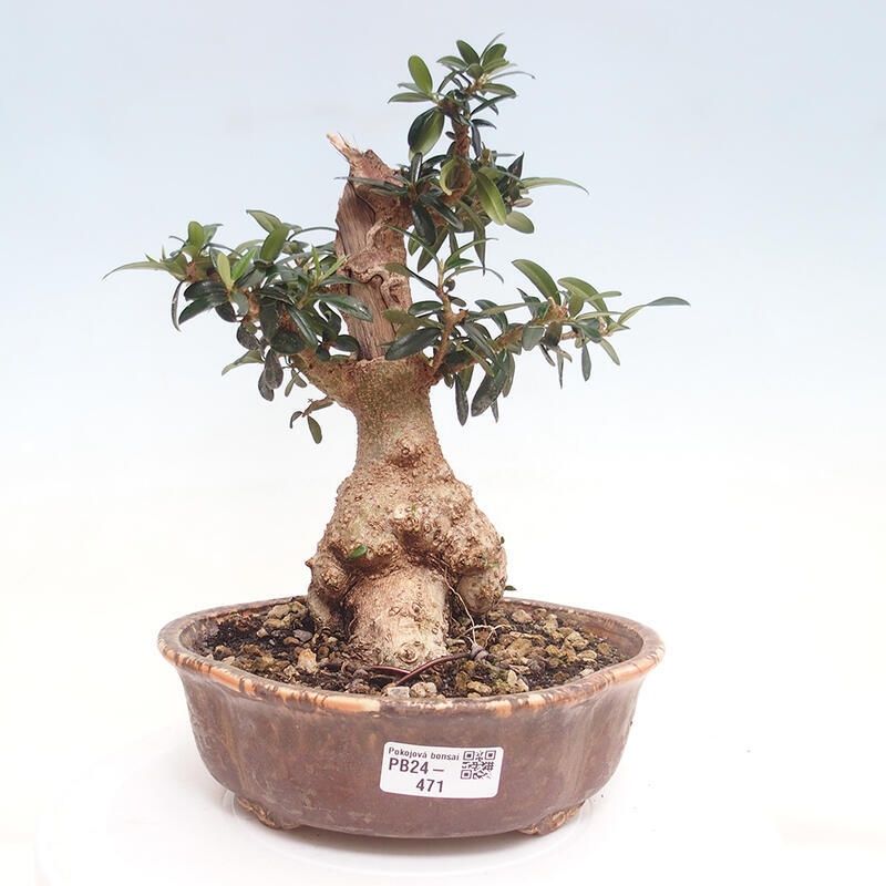 Izbová bonsai - Olea europaea sylvestris -Oliva evropská drobnolistá