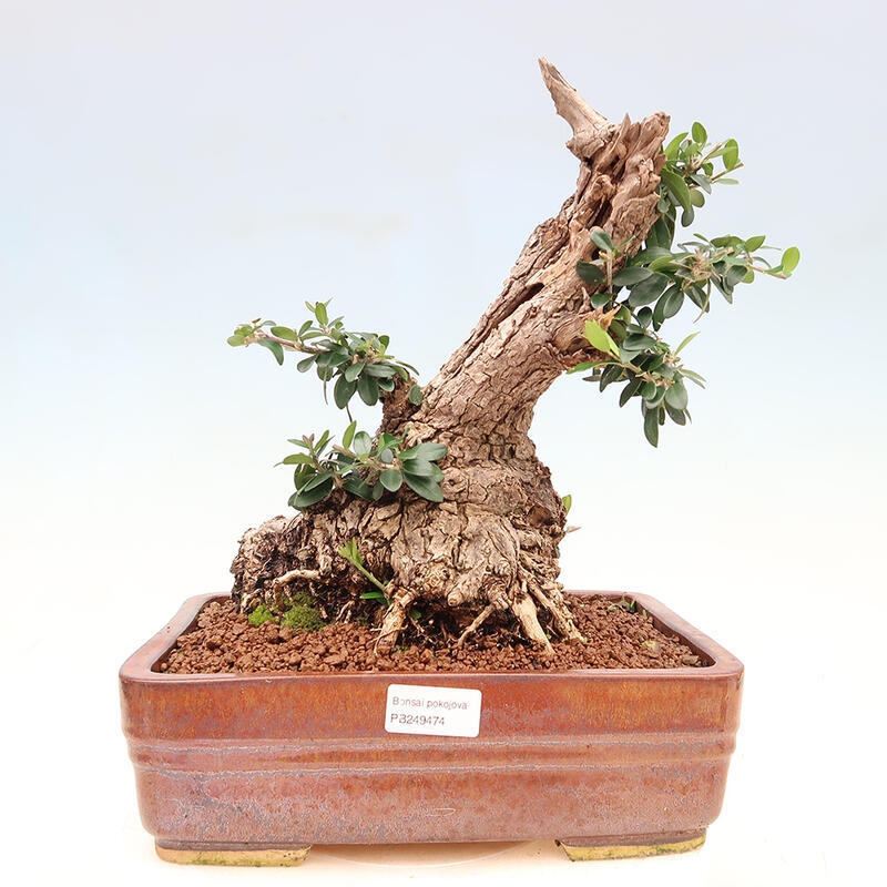 Izbová bonsai - Olea europaea sylvestris -Oliva európska drobnolistá