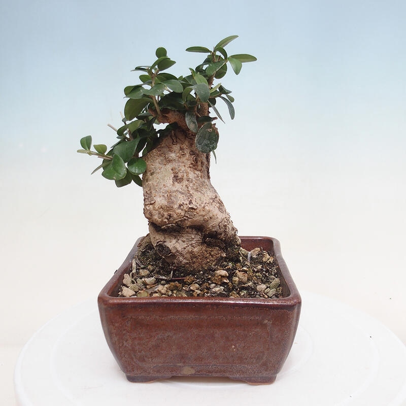 Izbová bonsai - Olea europaea sylvestris -Oliva evropská drobnolistá