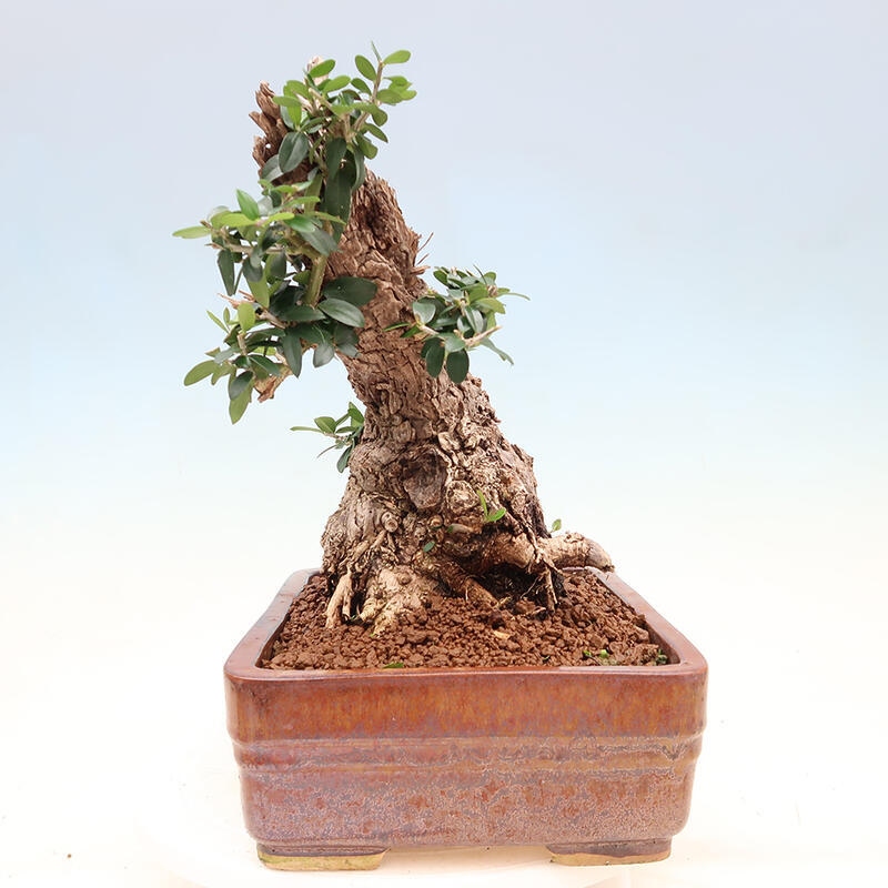 Izbová bonsai - Olea europaea sylvestris -Oliva európska drobnolistá