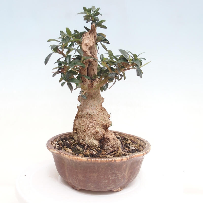 Izbová bonsai - Olea europaea sylvestris -Oliva evropská drobnolistá