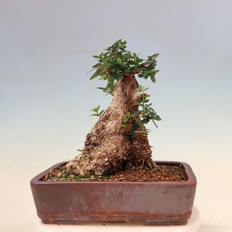 Izbová bonsai - Olea europaea sylvestris -Oliva evropská drobnolistá