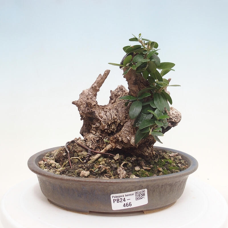 Izbová bonsai - Olea europaea sylvestris -Oliva evropská drobnolistá