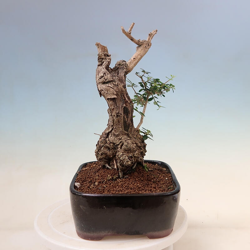 Izbová bonsai - Olea europaea sylvestris -Oliva evropská drobnolistá