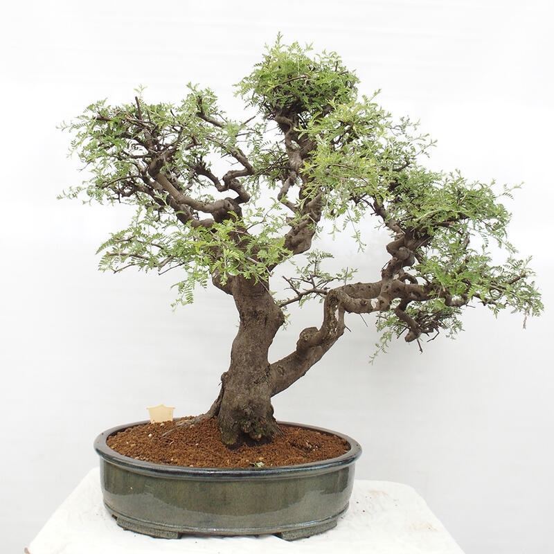 Izbová bonsai - Osteomeles anthyllidifolia