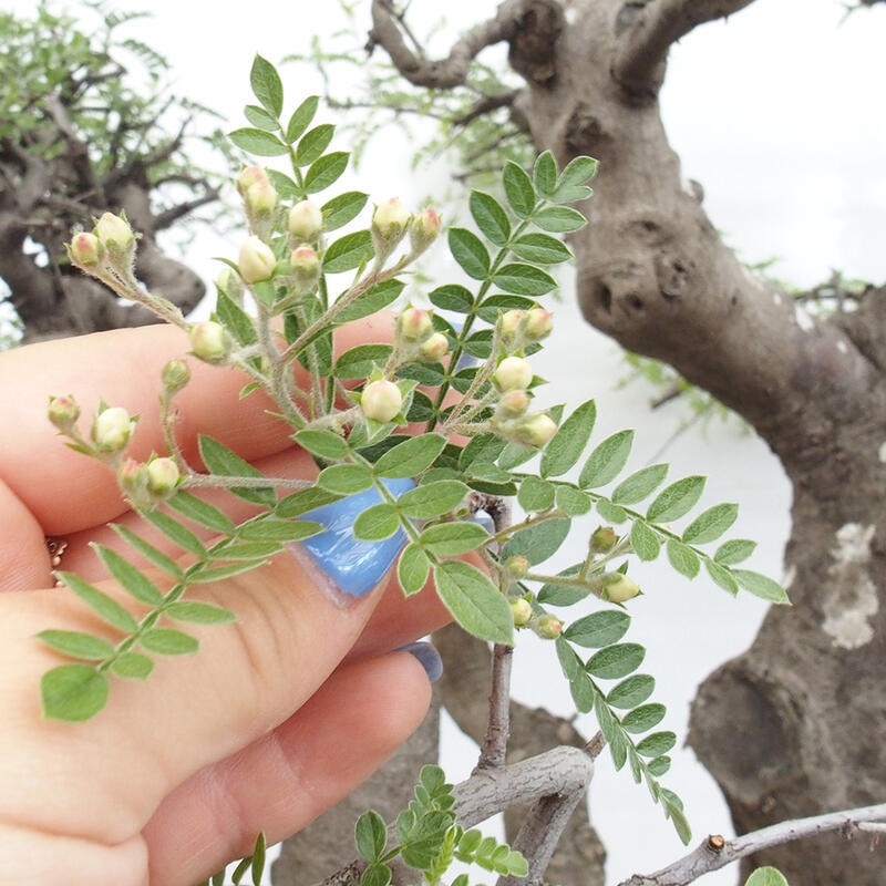 Izbová bonsai - Osteomeles anthyllidifolia