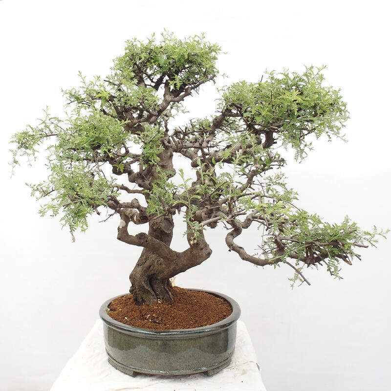 Izbová bonsai - Osteomeles anthyllidifolia