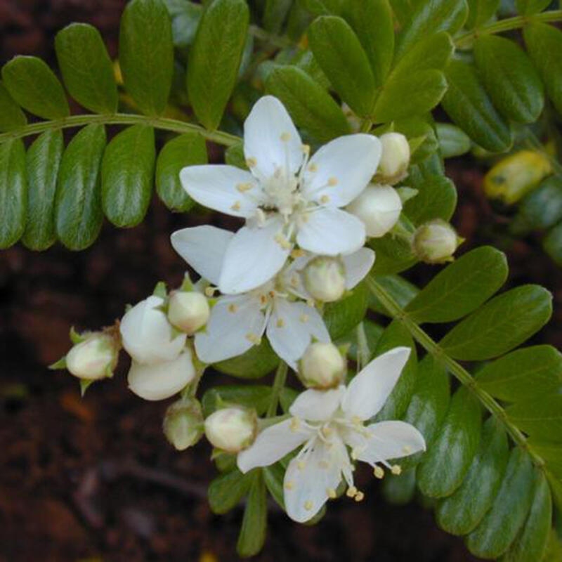 Izbová bonsai - Osteomeles anthyllidifolia