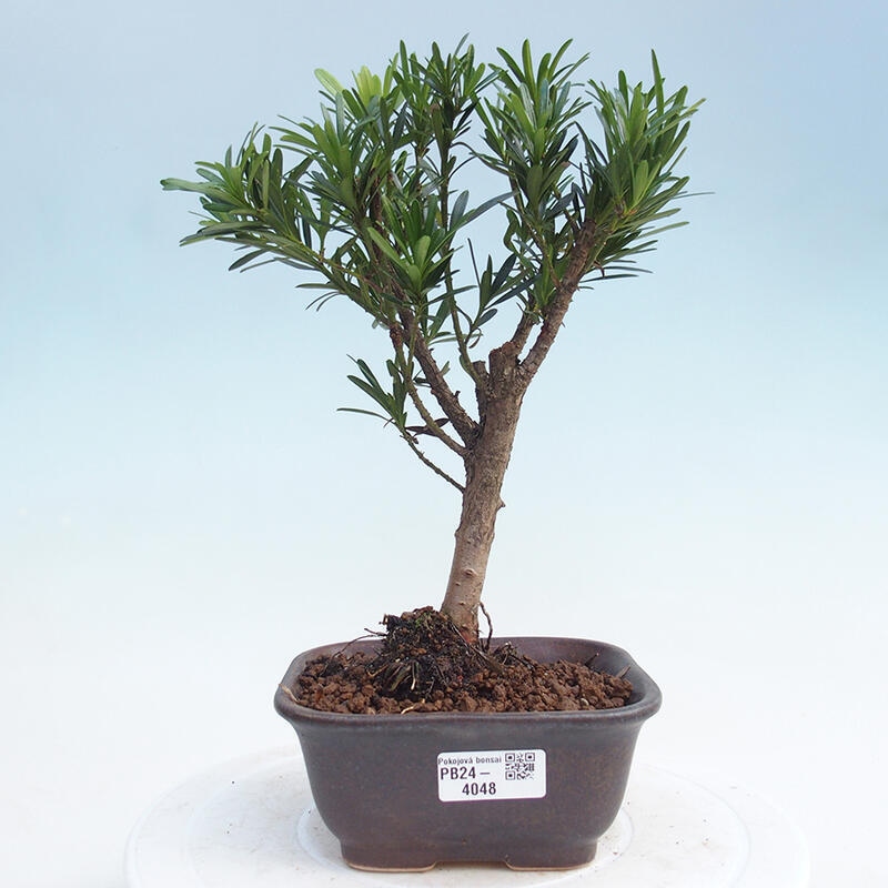 Izbová bonsai - Podocarpus - Kamenný tis