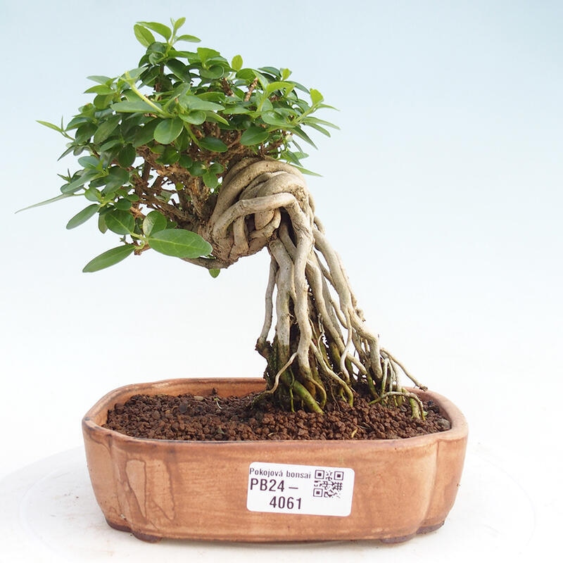 Izbová bonsai - Premna serratifolia - Kozlovoň malolistá