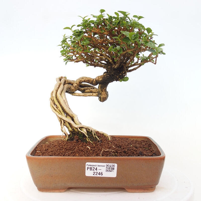 Izbová bonsai - Premna serratifolia - Kozlovoň malolistá