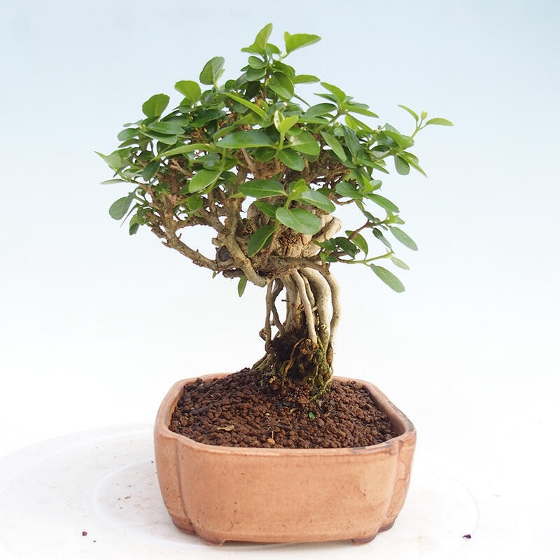 Izbová bonsai - Premna serratifolia - Kozlovoň malolistá