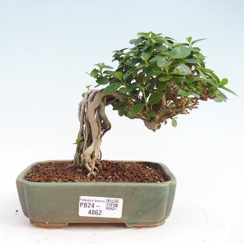 Izbová bonsai - Premna serratifolia - Kozlovoň malolistá