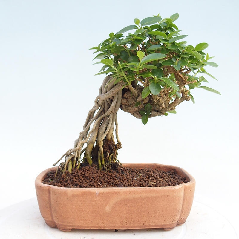 Izbová bonsai - Premna serratifolia - Kozlovoň malolistá