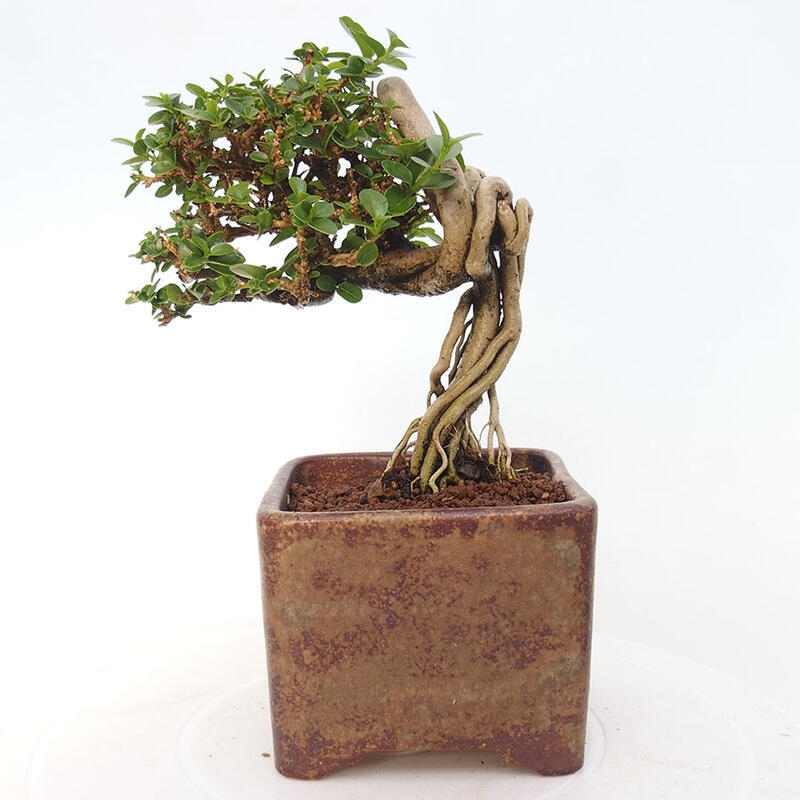 Izbová bonsai - Premna serratifolia - Kozlovoň malolistá