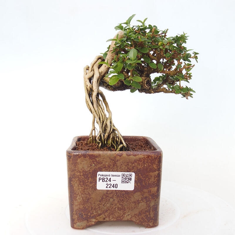 Izbová bonsai - Premna serratifolia - Kozlovoň malolistá