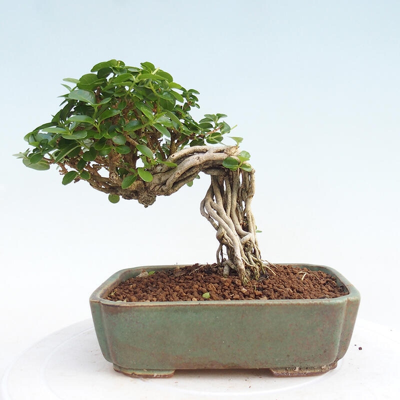 Izbová bonsai - Premna serratifolia - Kozlovoň malolistá