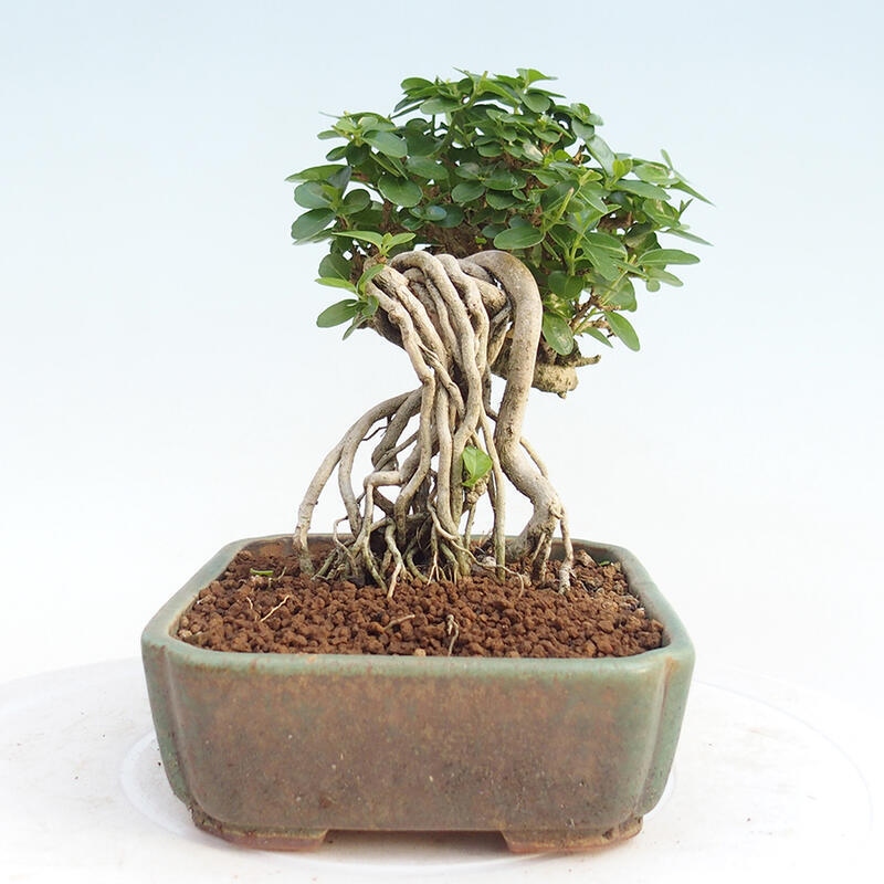 Izbová bonsai - Premna serratifolia - Kozlovoň malolistá