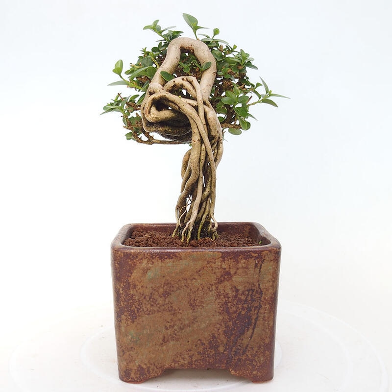 Izbová bonsai - Premna serratifolia - Kozlovoň malolistá