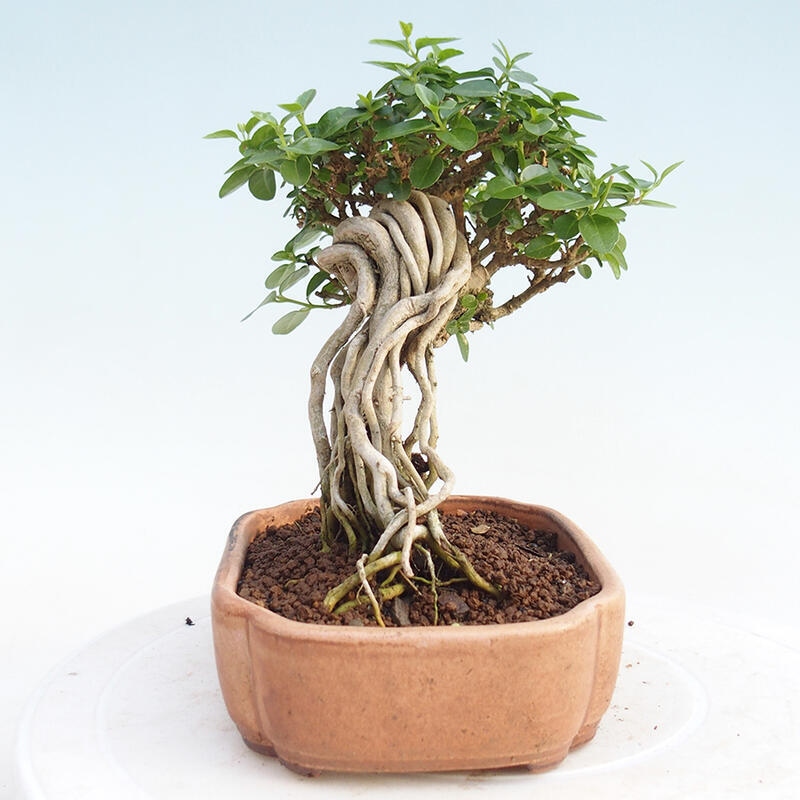 Izbová bonsai - Premna serratifolia - Kozlovoň malolistá