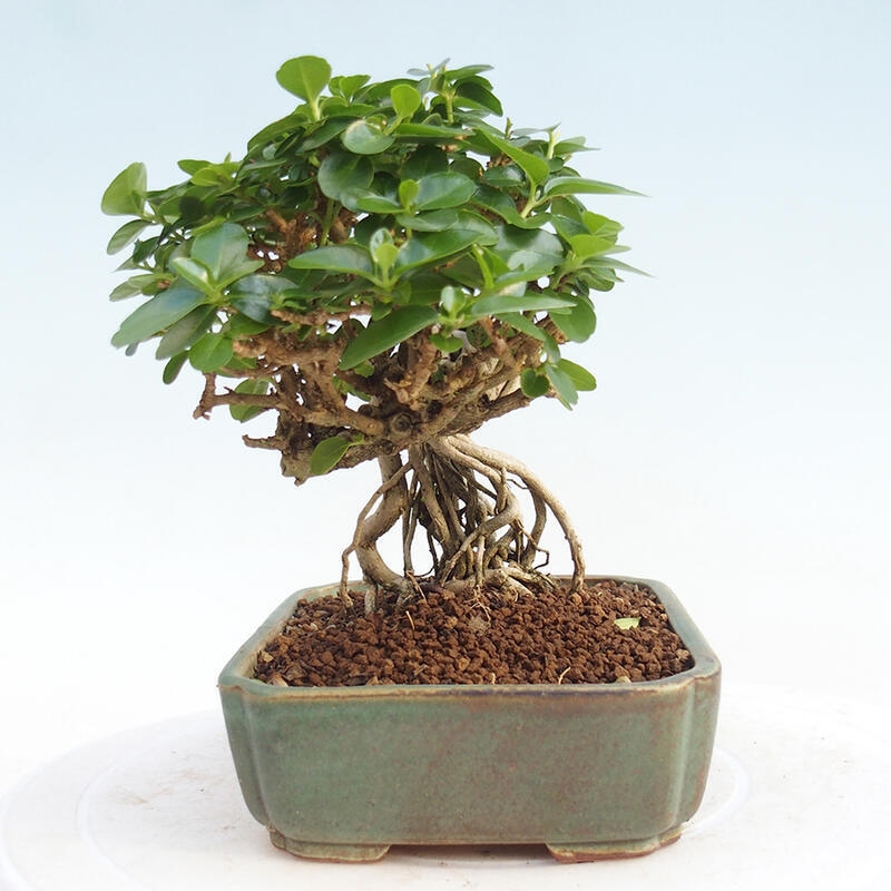 Izbová bonsai - Premna serratifolia - Kozlovoň malolistá