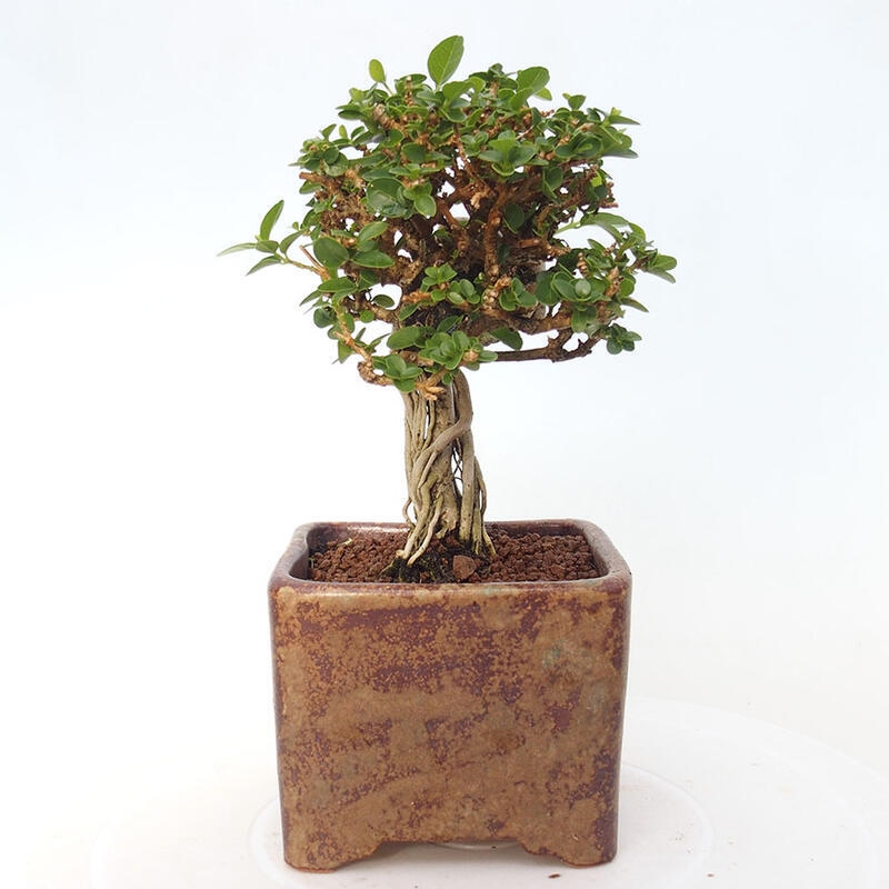 Izbová bonsai - Premna serratifolia - Kozlovoň malolistá