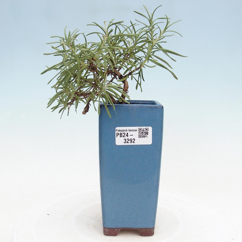 Izbová bonsai - Rozmarín lekársky-Rosmarinus officinalis