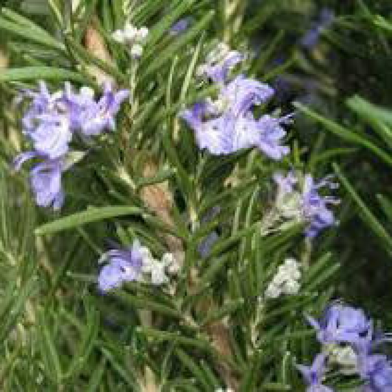 Izbová bonsai - Rozmarín lekársky-Rosmarinus officinalis