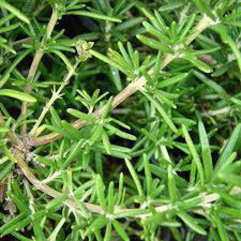 Izbová bonsai - Rozmarín lekársky-Rosmarinus officinalis