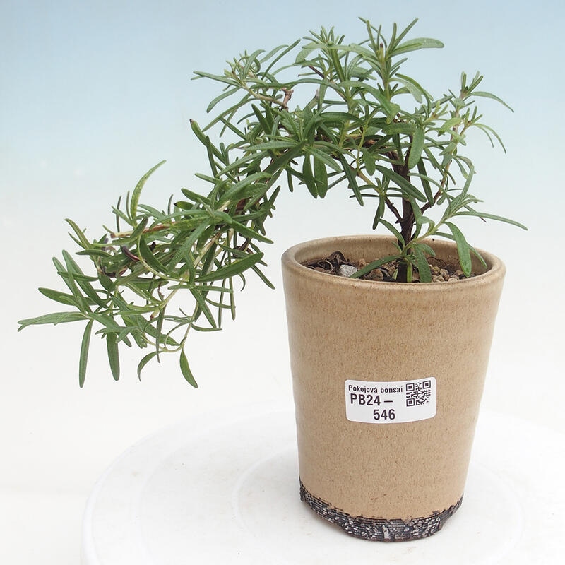 Izbová bonsai - Rozmarín lekársky-Rosmarinus officinalis