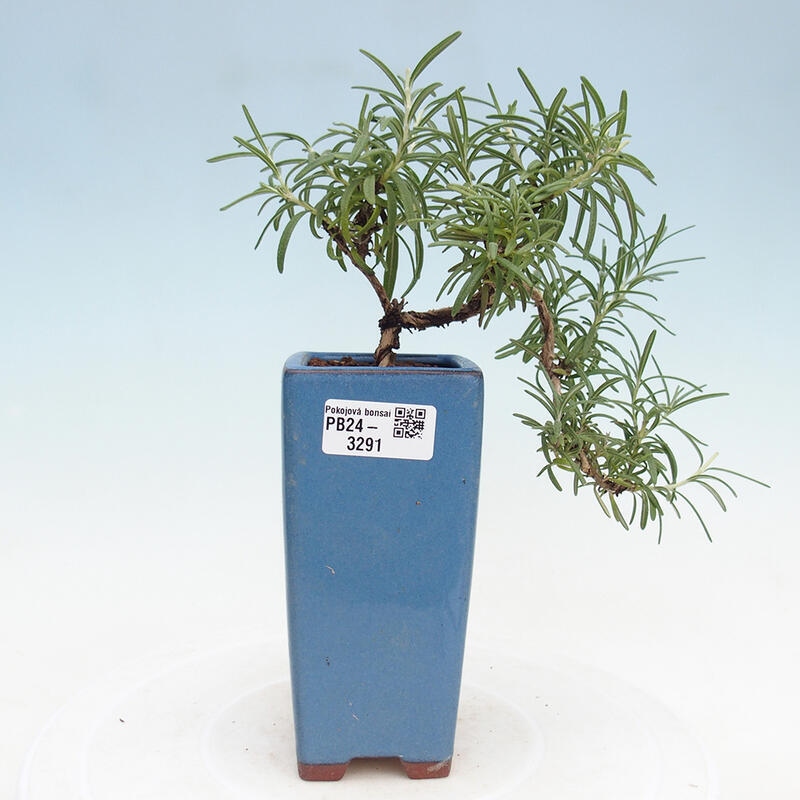 Izbová bonsai - Rozmarín lekársky-Rosmarinus officinalis