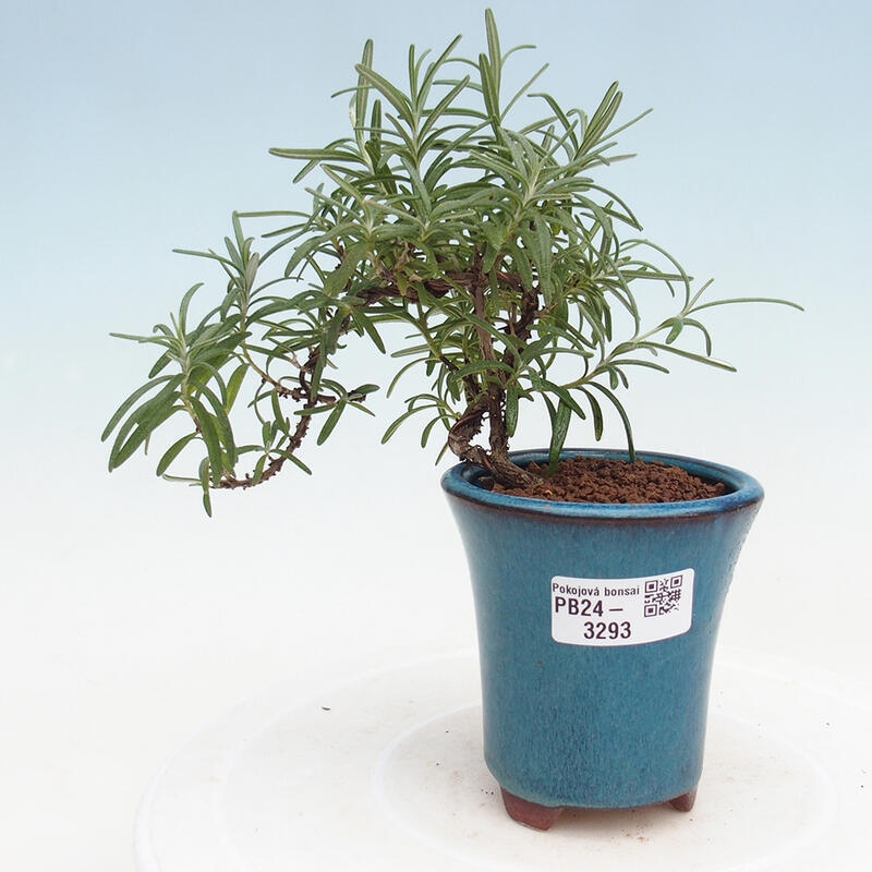 Izbová bonsai - Rozmarín lekársky-Rosmarinus officinalis