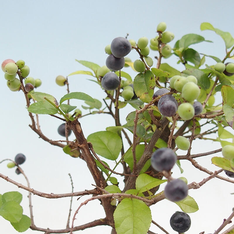 Izbová bonsai - Sagerécia thea - Sagerécia thea