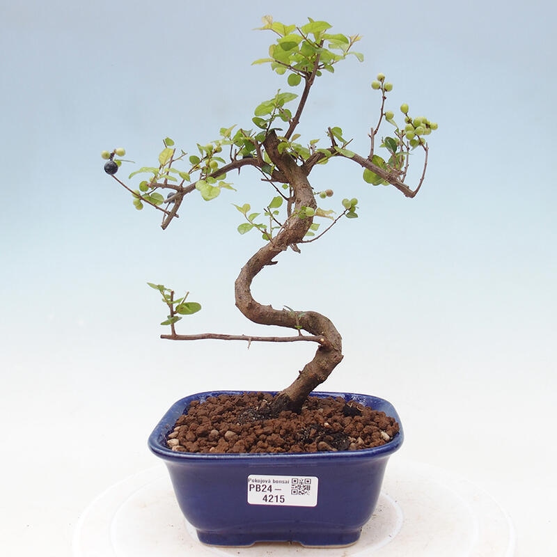 Izbová bonsai - Sagerécia thea - Sagerécia thea